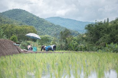 Çiftçiler yağmur mevsiminde dağlardaki teraslı tarlalarda pirinç yetiştiriyor, Sanpatong 1 pirinç yetiştiriyor..