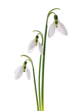 Beyaz arka planda izole edilmiş kartopu çiçekleri. Güzel bahar çiçekleri