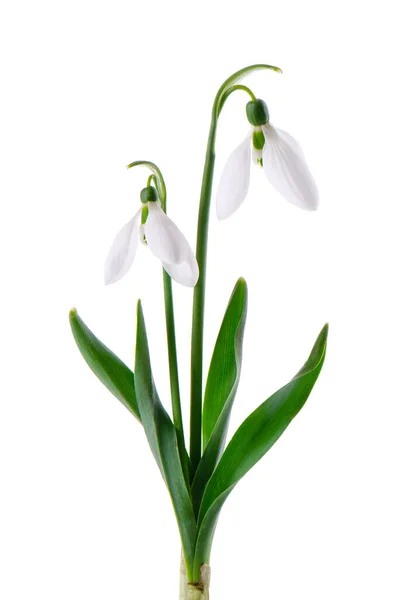 Flores Nevadas Aisladas Sobre Fondo Blanco Hermosas Flores Primavera Imagen de stock