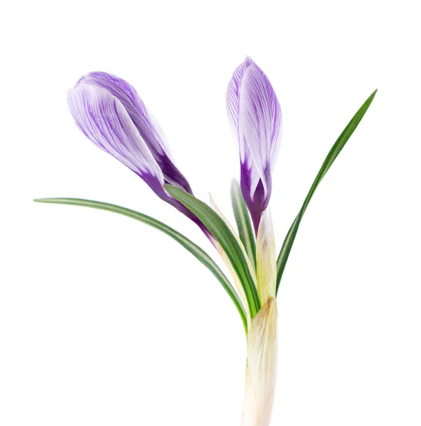Crocus Virág Elszigetelt Fehér Háttérrel Sáfrányvirág Közelsége — Stock Fotó