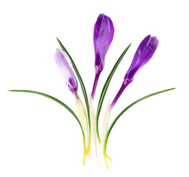 Beyaz arka planda izole edilmiş Crocus çiçeği. Safran çiçeğini kapat. Üst görünüm