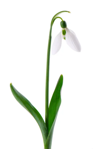 stock image Snowdrop flowers isolated on white background. Beautiful spring flowers