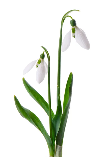 Flores Nevadas Aisladas Sobre Fondo Blanco Hermosas Flores Primavera Fotos de stock