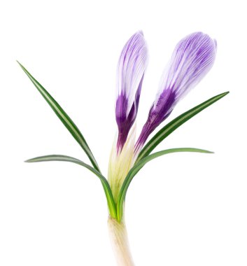 Beyaz arka planda izole edilmiş Crocus çiçeği. Safran çiçeğini kapat.