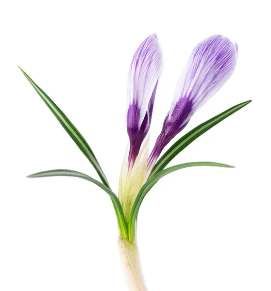 Crocus Virág Elszigetelt Fehér Háttérrel Sáfrányvirág Közelsége — Stock Fotó