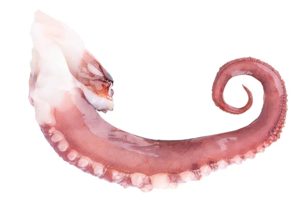 Tentáculos Calamar Aislados Sobre Fondo Blanco Calamar Gigante Crudo Fresco — Foto de Stock