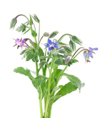 Borage çiçekleri beyaz arka planda izole edilmiş. Borago resmi çiçekleri.