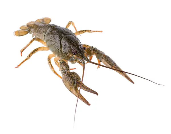 Live Crayfish Isolated White Background Clipping Path Royalty Free Stock Photos