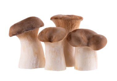 Kral istiridye mantarı beyaz arka planda izole edilmiş. Pleurotus eryngii mantarı