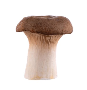 Kral istiridye mantarı beyaz arka planda izole edilmiş. Pleurotus eryngii mantarı