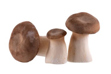 Kral istiridye mantarı beyaz arka planda izole edilmiş. Pleurotus eryngii mantarı