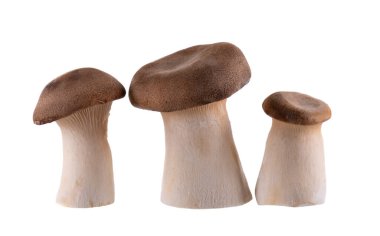 Kral istiridye mantarı beyaz arka planda izole edilmiş. Pleurotus eryngii mantarı