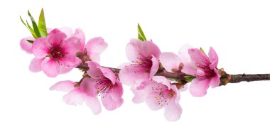 Şeftali çiçekleri beyaz arka planda izole edilmiş. Pembe çiçekli şeftali dalı