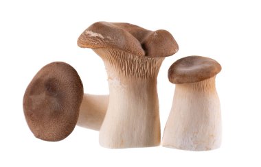 Kral istiridye mantarı beyaz arka planda izole edilmiş. Pleurotus eryngii mantarı
