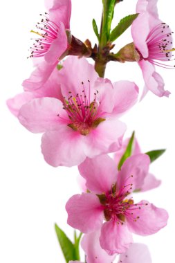 Şeftali çiçekleri beyaz arka planda izole edilmiş. Pembe çiçekli şeftali dalı