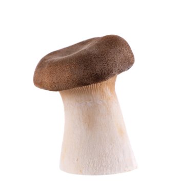Kral istiridye mantarı beyaz arka planda izole edilmiş. Pleurotus eryngii mantarı