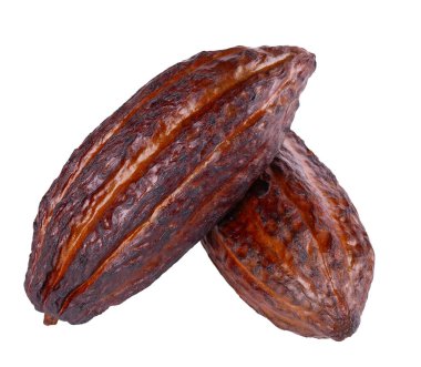 Fresh cacao fruits isolated on white background. Dark red cocoa pods. Clipping path clipart