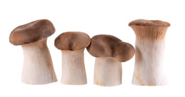 Kral istiridye mantarı beyaz arka planda izole edilmiş. Pleurotus eryngii mantarı