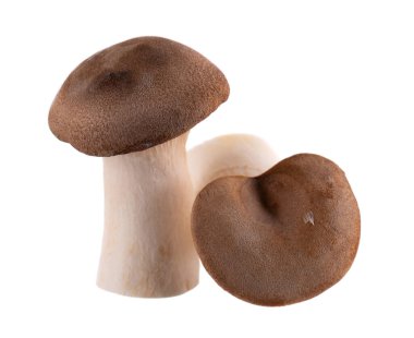 King oyster mushroom isolated on white background. Pleurotus eryngii mushroom clipart