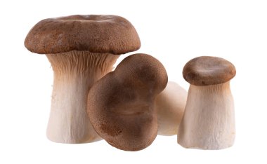 Kral istiridye mantarı beyaz arka planda izole edilmiş. Pleurotus eryngii mantarı