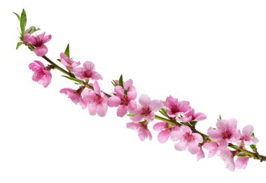 Şeftali çiçekleri beyaz arka planda izole edilmiş. Pembe çiçekli şeftali dalı