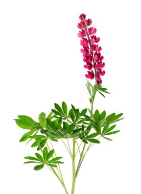 Kırmızı lupin çiçeği beyaz arka planda izole edilmiş. Renkli lupinler, bahar çiçekleri