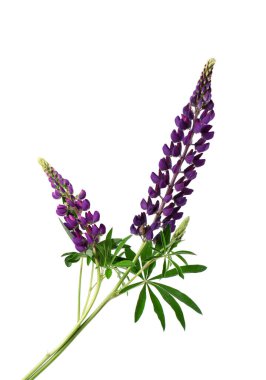 Beyaz arka planda izole edilmiş mor lupin çiçekleri. Renkli lupinler, bahar çiçekleri