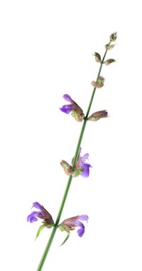 Salvia Officinalis beyaz arka planda izole edildi. Adaçayının mor pembe çiçekleri. Tıbbi ve aşçılık bitkisi.