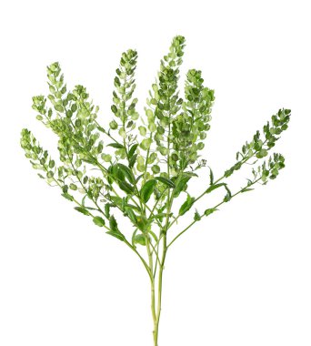 Thlaspi arvense beyaz arka planda izole edildi. Düzleştirilmiş, oval Pennycress Tarlası tohumları. Şifalı bitki.