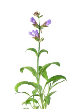 Salvia Officinalis beyaz arka planda izole edildi. Adaçayının mor pembe çiçekleri. Tıbbi ve aşçılık bitkisi.