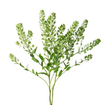 Thlaspi arvense beyaz arka planda izole edildi. Düzleştirilmiş, oval Pennycress Tarlası tohumları. Şifalı bitki.