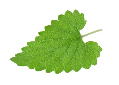 Yeşil limon merhemi yaprağı ya da Melissa bitkisi beyaz arka planda izole edilmiş. Taze yeşil nane yaprağı. Kesme yolu