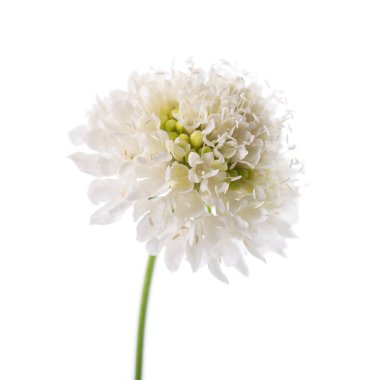 Uyuz çiçek beyaz arka planda izole edilmiş. Knautia arvensis. Scabiosa 'nın beyaz çiçeği