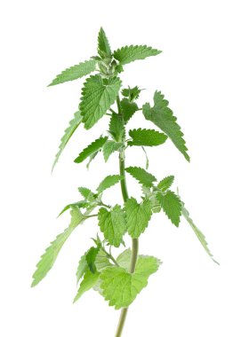 Beyaz arka planda limon kremi ya da Melissa bitkisi var. Taze yeşil nane yaprağı. Kesme yolu