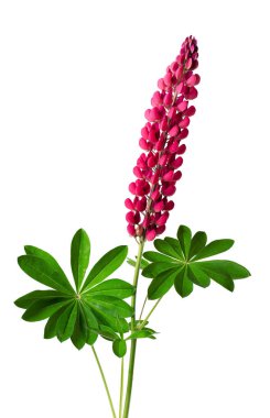 Kırmızı lupin çiçeği beyaz arka planda izole edilmiş. Renkli lupinler, bahar çiçekleri