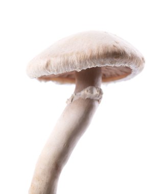 Beyaz arka planda taze vahşi şampiyon mantarları. Agaricus Bisporus. Kesme yolu