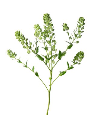Thlaspi arvense beyaz arka planda izole edildi. Düzleştirilmiş, oval Pennycress Tarlası tohumları. Şifalı bitki.