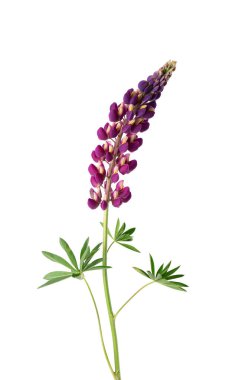 Mor lupin çiçekleri beyaz arka planda izole edilmiş. Renkli lupinler, bahar çiçekleri