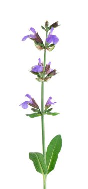 Salvia Officinalis beyaz arka planda izole edildi. Adaçayının mor pembe çiçekleri. Tıbbi ve aşçılık bitkisi.