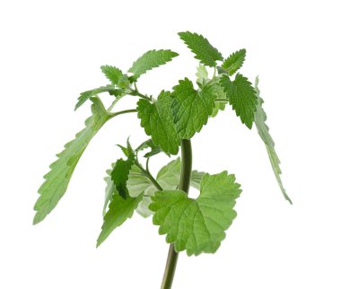 Beyaz arka planda limon kremi ya da Melissa bitkisi var. Taze yeşil nane yaprağı. Kesme yolu