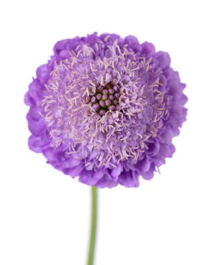 Uyuz çiçek beyaz arka planda izole edilmiş. Knautia arvensis. Scabiosa 'nın mor çifte çiçeği