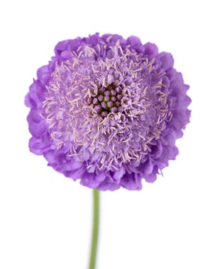 Scabious flower isolated on white background. Knautia arvensis. Purple double flower of scabiosa clipart