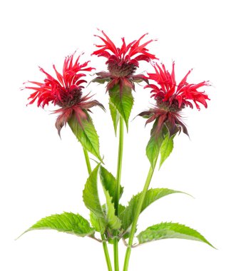 Monarda çiçekleri beyaz bir arkaplanda izole edilmiş. Bergamot çiçekleri. Oswego çayı, kırmızı arı merhemi