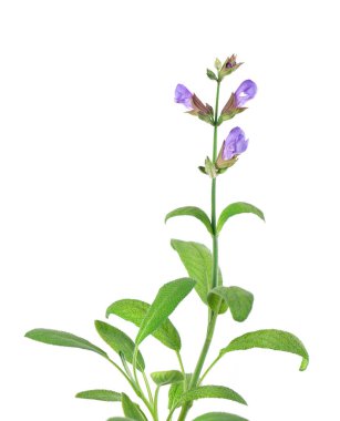 Salvia Officinalis beyaz arka planda izole edildi. Adaçayının mor pembe çiçekleri. Tıbbi ve aşçılık bitkisi.
