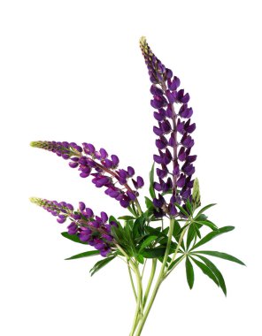 Beyaz arka planda izole edilmiş mor lupin çiçekleri. Renkli lupinler, bahar çiçekleri