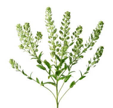 Thlaspi arvense beyaz arka planda izole edildi. Düzleştirilmiş, oval Pennycress Tarlası tohumları. Şifalı bitki.