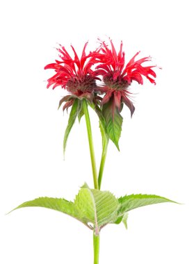 Monarda çiçekleri beyaz bir arkaplanda izole edilmiş. Bergamot çiçekleri. Oswego çayı, kırmızı arı merhemi