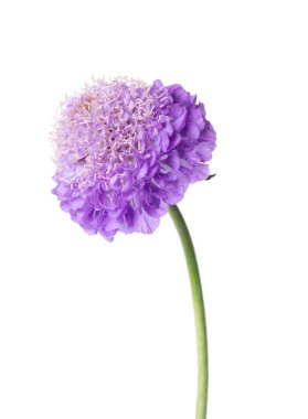 Uyuz çiçek beyaz arka planda izole edilmiş. Knautia arvensis. Scabiosa 'nın mor çifte çiçeği