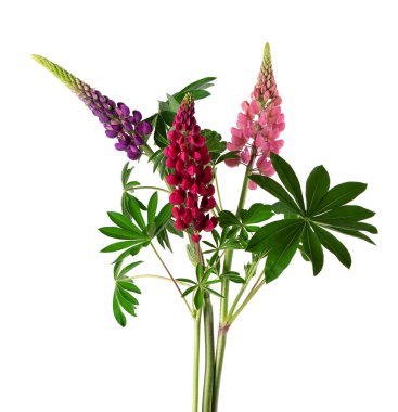 Beyaz arka planda izole edilmiş bir buket renkli lupin çiçeği. Bir demet lupin, ilkbahar çiçeği.
