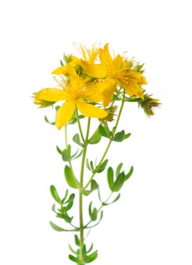 St. John otları beyaz arka planda izole edilmiş. Hypericum çiçekleri kapanıyor. Bitkisel ilaçlar. Kesme yolu